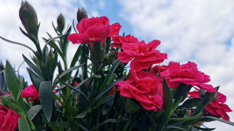 Rote nelken als Symbol für den Internationalen Frauentag Rote nelken als Symbol für den Internationalen Frauentag